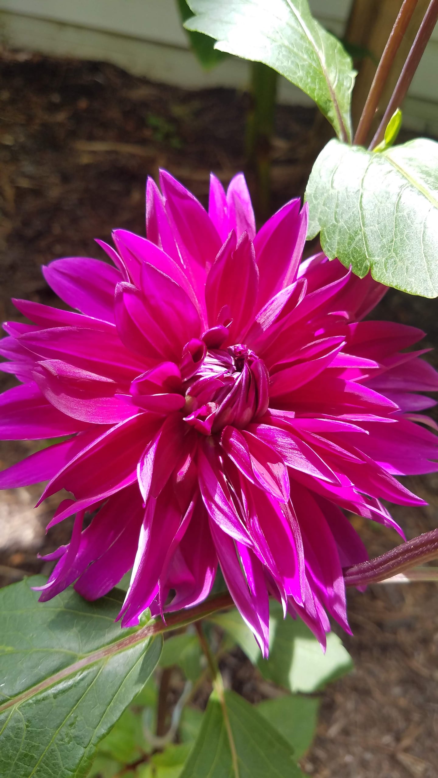 Magenta Dahlia